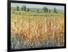 Gold and Red Field II-Tim OToole-Framed Art Print