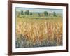 Gold and Red Field II-Tim OToole-Framed Art Print