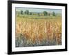 Gold and Red Field II-Tim OToole-Framed Art Print