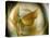 Gold Angel-Ursula Abresch-Stretched Canvas