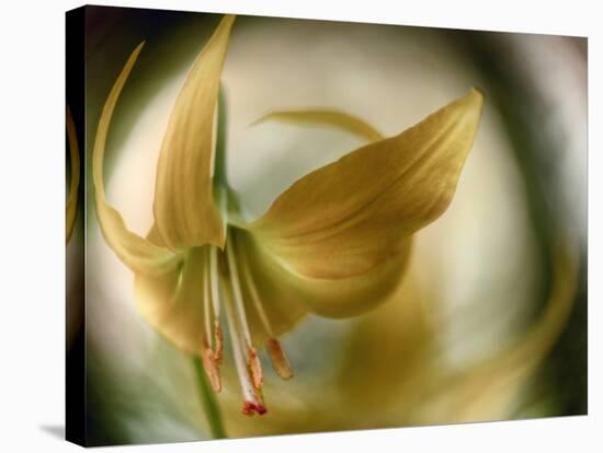 Gold Angel-Ursula Abresch-Stretched Canvas