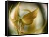 Gold Angel-Ursula Abresch-Framed Stretched Canvas