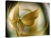 Gold Angel-Ursula Abresch-Stretched Canvas