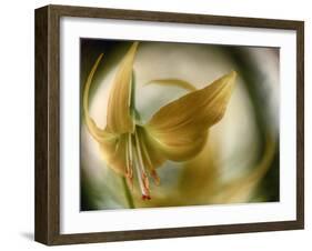 Gold Angel-Ursula Abresch-Framed Photographic Print