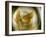 Gold Angel-Ursula Abresch-Framed Photographic Print