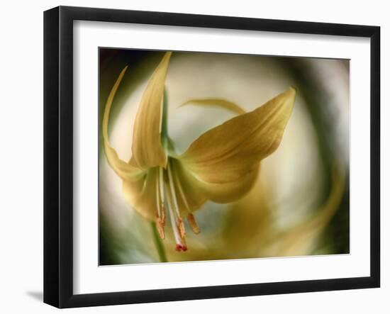 Gold Angel-Ursula Abresch-Framed Photographic Print