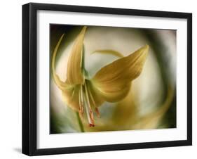 Gold Angel-Ursula Abresch-Framed Photographic Print