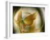 Gold Angel-Ursula Abresch-Framed Photographic Print
