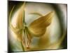 Gold Angel-Ursula Abresch-Mounted Photographic Print
