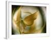 Gold Angel-Ursula Abresch-Framed Photographic Print