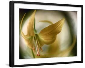 Gold Angel-Ursula Abresch-Framed Photographic Print