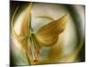 Gold Angel-Ursula Abresch-Mounted Photographic Print