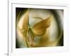 Gold Angel-Ursula Abresch-Framed Photographic Print