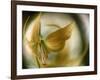 Gold Angel-Ursula Abresch-Framed Photographic Print