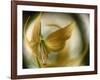 Gold Angel-Ursula Abresch-Framed Photographic Print