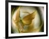 Gold Angel-Ursula Abresch-Framed Photographic Print