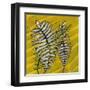 Gold Batik Botanical II-Andrea Davis-Framed Art Print