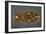 Gold Belt Buckle Fom the Ship-Burial at Sutton Hoo, Suffolk, Early 7th Century-null-Framed Giclee Print