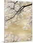 Gold Blossom Tree, 2024-David Moore-Mounted Art Print