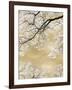 Gold Blossom Tree, 2024-David Moore-Framed Art Print