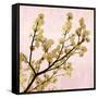 Gold Blossoms on Pink II-Kate Bennett-Framed Stretched Canvas