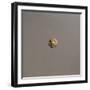 Gold Coin, Obverse-null-Framed Giclee Print