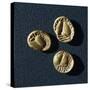 Gold Coins from Campiglia Marittima-null-Stretched Canvas