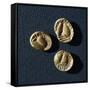 Gold Coins from Campiglia Marittima-null-Framed Stretched Canvas