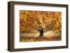 Gold colors-Nel Talen-Framed Photographic Print