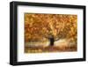 Gold colors-Nel Talen-Framed Photographic Print