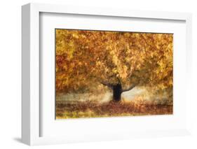 Gold colors-Nel Talen-Framed Photographic Print