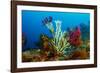 Gold coral colonising Red gorgonian, Italy, Tyrrhenian Sea-Franco Banfi-Framed Photographic Print