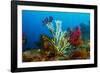 Gold coral colonising Red gorgonian, Italy, Tyrrhenian Sea-Franco Banfi-Framed Photographic Print