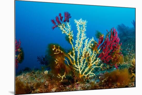 Gold coral colonising Red gorgonian, Italy, Tyrrhenian Sea-Franco Banfi-Mounted Photographic Print