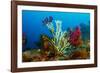 Gold coral colonising Red gorgonian, Italy, Tyrrhenian Sea-Franco Banfi-Framed Photographic Print