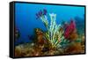 Gold coral colonising Red gorgonian, Italy, Tyrrhenian Sea-Franco Banfi-Framed Stretched Canvas