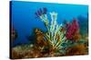 Gold coral colonising Red gorgonian, Italy, Tyrrhenian Sea-Franco Banfi-Stretched Canvas