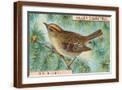 Brown Frame