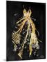 Gold Dress White Dots Three-OnRei-Mounted Art Print