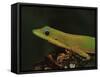 Gold Dust Day Gecko (Phelsuma Laticauda), in Captivity, from Madagascar, Africa-James Hager-Framed Stretched Canvas