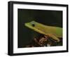 Gold Dust Day Gecko (Phelsuma Laticauda), in Captivity, from Madagascar, Africa-James Hager-Framed Photographic Print