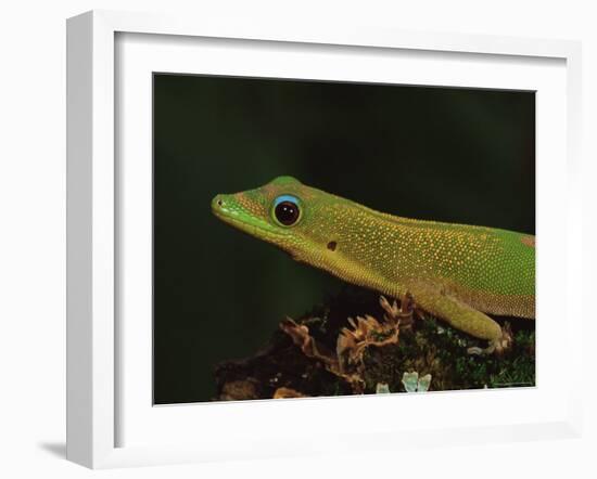 Gold Dust Day Gecko (Phelsuma Laticauda), in Captivity, from Madagascar, Africa-James Hager-Framed Photographic Print