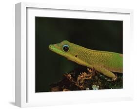 Gold Dust Day Gecko (Phelsuma Laticauda), in Captivity, from Madagascar, Africa-James Hager-Framed Photographic Print