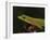 Gold Dust Day Gecko (Phelsuma Laticauda), in Captivity, from Madagascar, Africa-James Hager-Framed Photographic Print