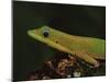 Gold Dust Day Gecko (Phelsuma Laticauda), in Captivity, from Madagascar, Africa-James Hager-Mounted Photographic Print