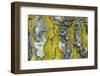 Gold dust lichen growing on trunk of Downy birch, Scotland-Alex Hyde-Framed Photographic Print