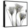 Gold Embellished Gentians 1-Albert Koetsier-Framed Stretched Canvas