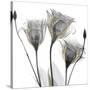 Gold Embellished Gentians 1-Albert Koetsier-Stretched Canvas