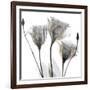 Gold Embellished Gentians 1-Albert Koetsier-Framed Photographic Print