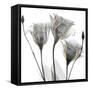 Gold Embellished Gentians 1-Albert Koetsier-Framed Stretched Canvas